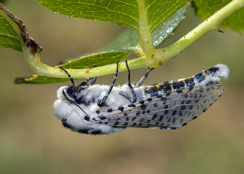 Zeuzera pyrina - Cossidae